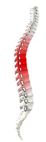 Spine